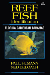 Reef Fish Identificationflorida Caribbean Bahamas