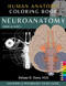 Neuroanatomy