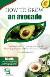 How to Grow An Avocado: Beginners Guide to Growing Caring
