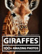 Giraffe Pictures and Photography A Giraffes Picture and