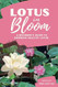 Lotus In Bloom