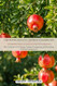 The Pomegranate Growers Handbook
