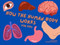 How the Human Body Works For Kids