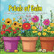 Petals of Calm