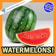 Watermelons!: A My Incredible World Picture Book for Children