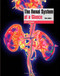 Renal System At A Glance