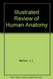 Melloni's Illustrated Review Of Human Anatomy