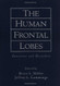 Human Frontal Lobes