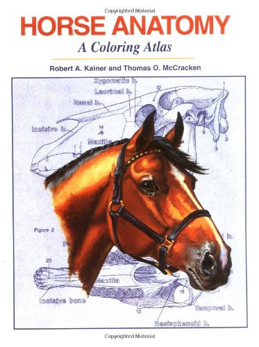 Horse Anatomy