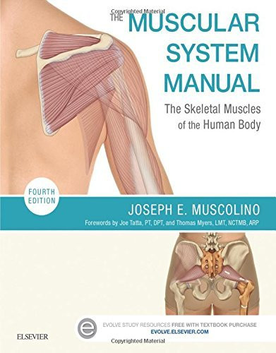 Muscular System Manual