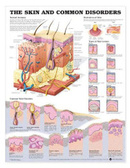 Skin And Common Disorders Anatomical Chart
