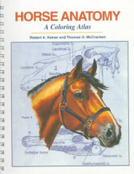 Horse Anatomy