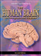 The Human Brain