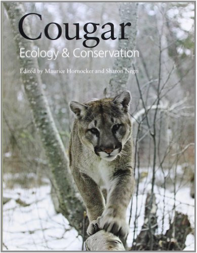 Cougar