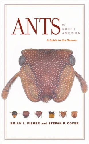 Ants Of North America