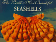 World's Most Beautiful Seashells
