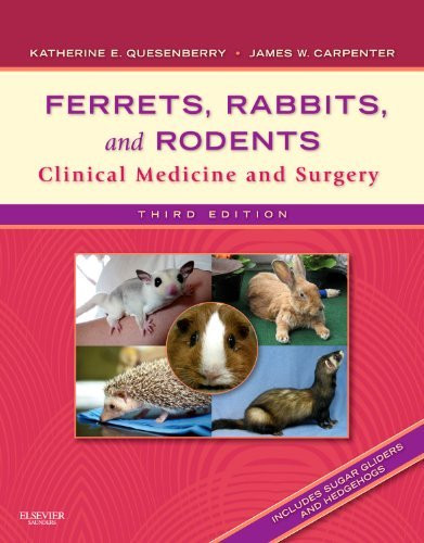 Ferrets Rabbits And Rodents