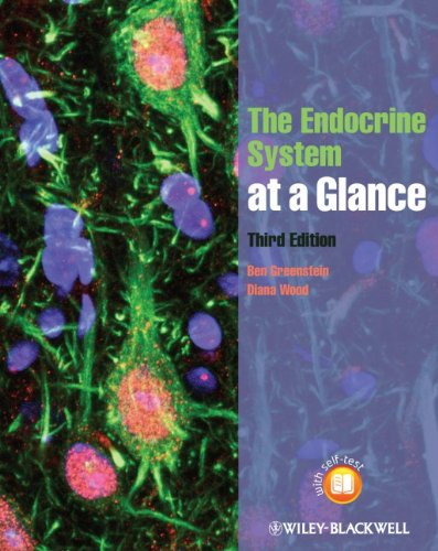 Endocrine System at a Glance
