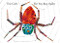 Very Busy Spider