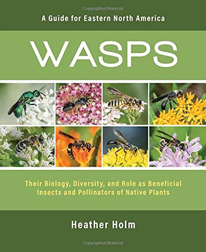 Wasps