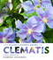 Plant Lover's Guide to Clematis