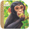 Jane Goodall Chimpanzees - Children's Lift-a-Flap Board Book for