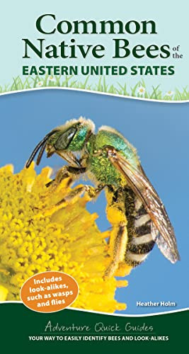 Common Native Bees of the Eastern United States