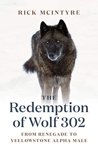 Redemption of Wolf 302: From Renegade to Yellowstone Alpha Male