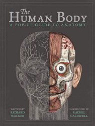Human Body