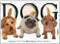 Dog by Matthew Van Fleet (2007-10-01)