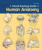 Visual Analogy Guide To Human Anatomy