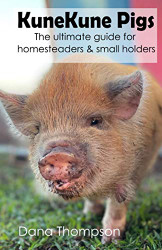 Kunekune Pigs: The ultimate guide for homesteaders and smallholders