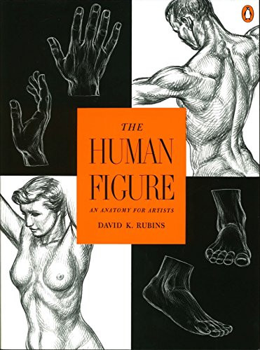 Human Figure: An Anatomy for Artists