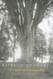 Republic of Shade: New England and the American Elm