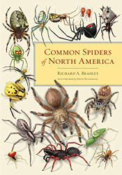 Common Spiders of North America