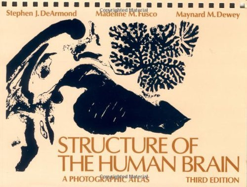 Structure Of The Human Brain