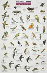 Mac's Field Guide Northern California Park & Garden Birds