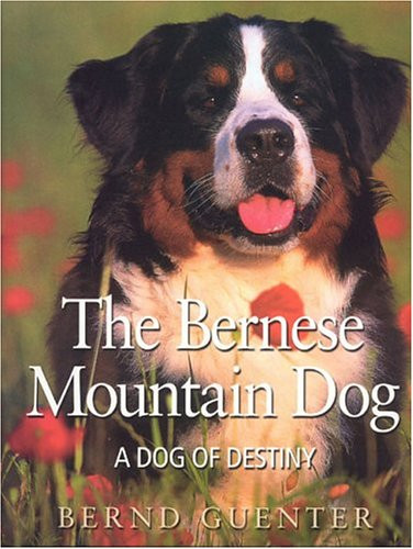 Bernese Mountain Dog: A Dog of Destiny