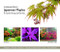 Illustrated Guide to Japanese Maples for Garden Planting and Patio