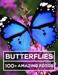 Butterfly Picture Book - Butterfly Photography