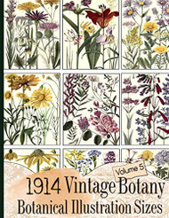 1914 Vintage Botany Botanical Illustration Sizes