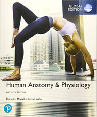 Human Anatomy Physiology