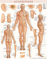Acupressure Poster (22 x 28 inches) - Laminated