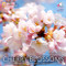 Cherry Blossoms: The Official Book of the National Cherry Blossom