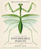 Innumerable Insects: The Story of the Most Diverse and Myriad Animals