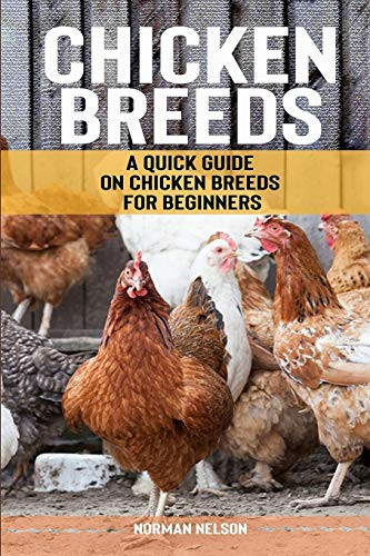Chicken Breeds: A Quick Guide on Chicken Breeds for Beginners