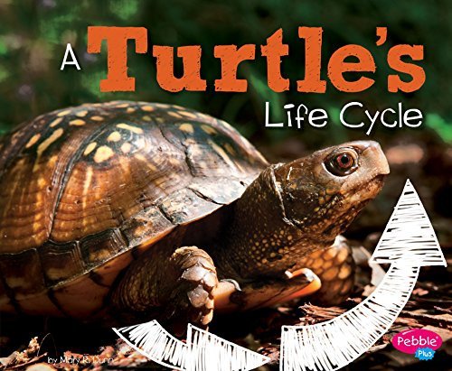 Turtle's Life Cycle (Explore Life Cycles)
