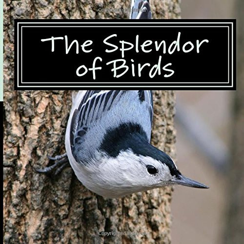 Splendor of Birds