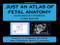 Just an atlas of fetal anatomy: Ultrasound Handbook