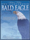 Illustrated Bald Eagle